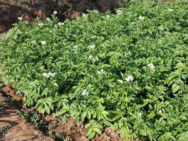 Необычный способ ухода за картошкой: засыпка как секрет урожая даже на скудной почве