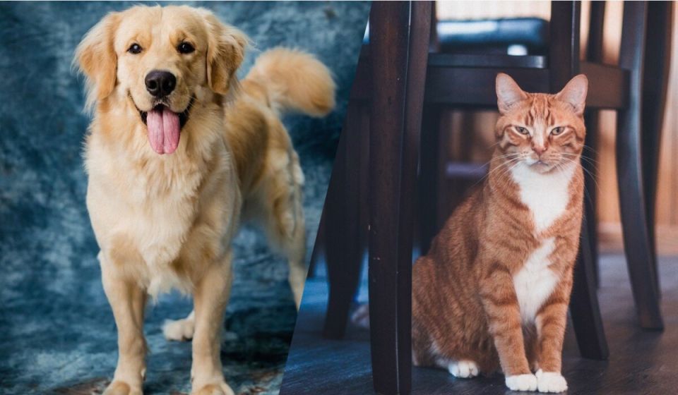 ������ ���� ��������� �����, � ������ ���: ������� ��������