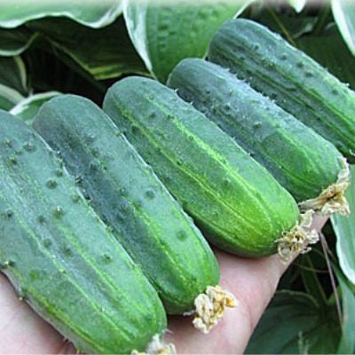 ��������������� ������ ��������: ��� �������� ���������� ������