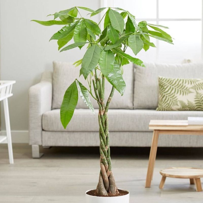 ������ �������� ������ ������ ����� ������ ��������� �� ���� � �����������