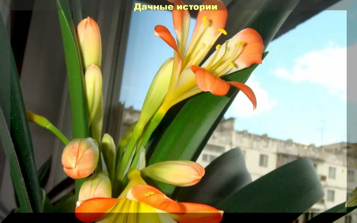 Как вырастить кливию: секреты ухода и размножения в домашних условиях