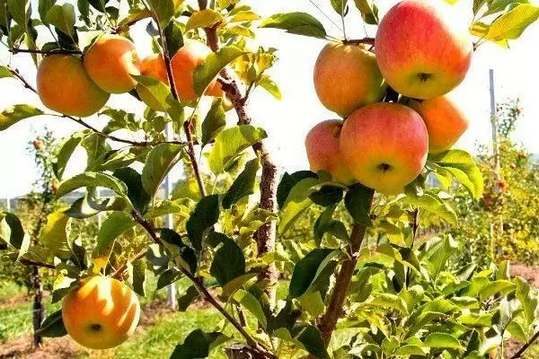 Яблоня Символ: шедевр садоводства с удивительными качествами
