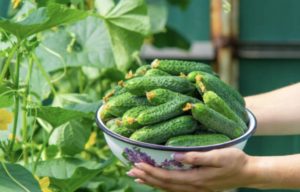 ��� ������� ��������� ������: ������ �� ��������� ��� ���������� ���������