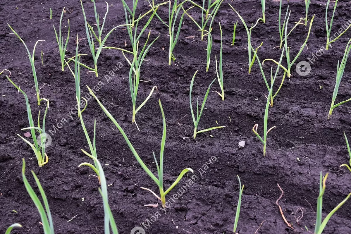 Как правильно подкормить чеснок весной, чтобы не потерять урожай