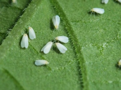 ��� ���������� � ����������� � ��������: ������� ������ � ������������