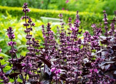 ���������� ��������: ������������ �����, � ������� ����� ������