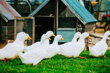 ����� ���� ��� ����: ��� ������� ��������� �������� � ������� � ��������