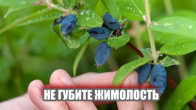 ����� ��������� ����������� ���������: ������ ������ ��� ������ ������