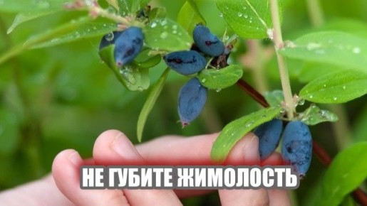 ����� ��������� ����������� ���������: ������ ������ ��� ������ ������