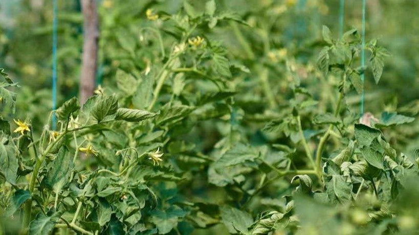 ��� ���������� ���������� ������� ������ �� �����������: ������� ������