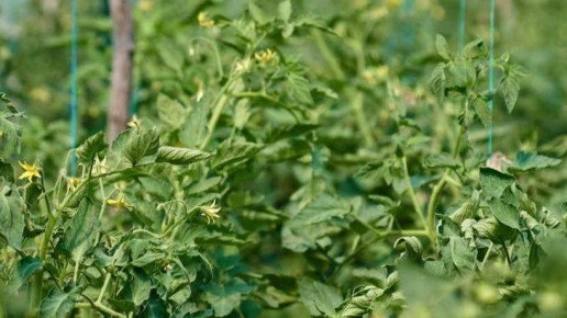 Как правильная ориентация теплицы влияет на урожайность: секреты успеха