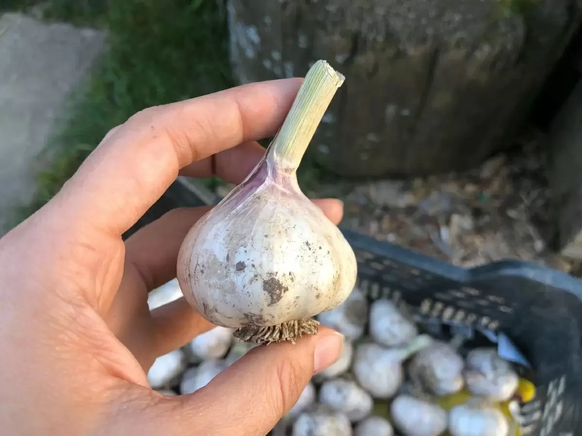 Как получить богатый урожай чеснока: старые советы, которые работают