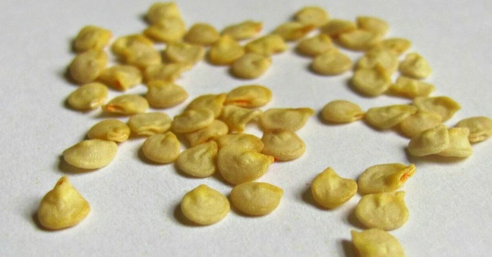 ��� ����� �����: ���������� ����� � ������� ���������� �����