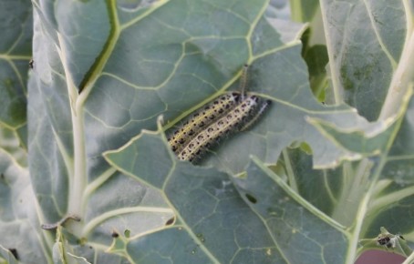 Капустная белянка: как распознать и избавиться от надоедливого вредителя