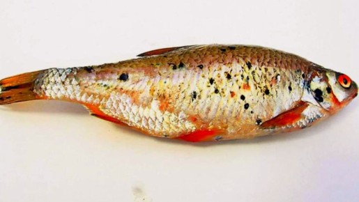 ������ ����� �� ����: ����� �� ��������� ��� ��������� �����������?