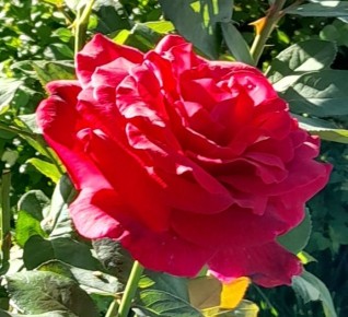 Розы для вашего сада: выбираем лучший сорт