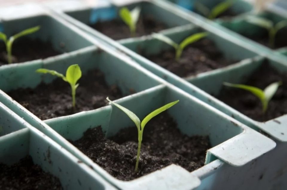 ��������� ������� ���������� ������������ ����� � ����