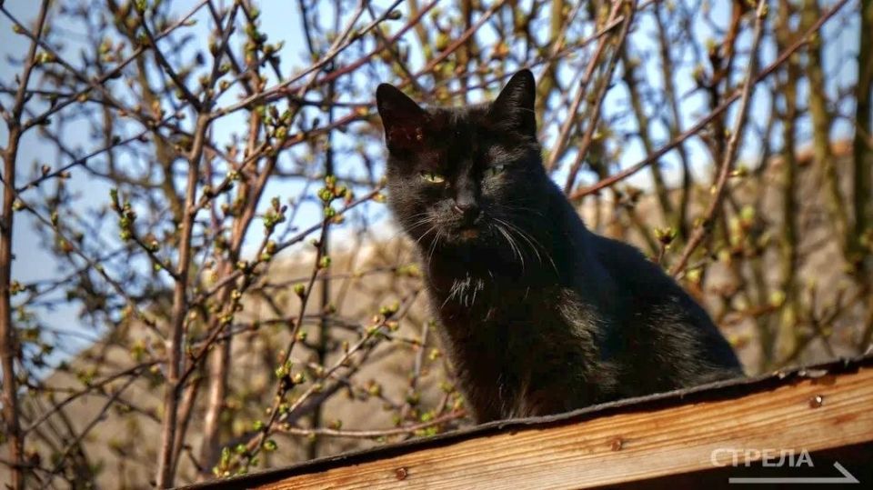 ������� ��������� 14-��������� ����� � �����������, 13 ������