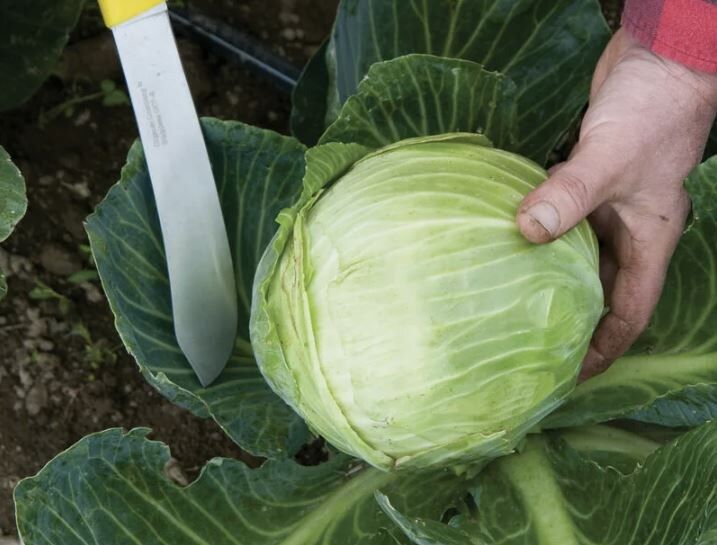 ��� ��������� �������� ������� ��� ������� ��������