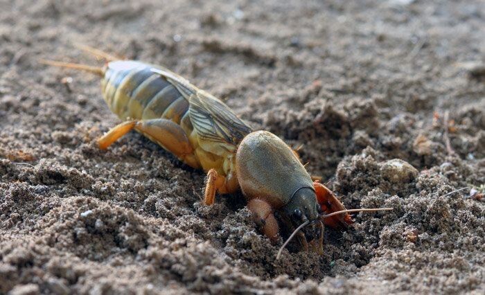 ��� ���������� �� ��������: ������ ����������� �������� ������