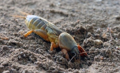 ��� ���������� �� ��������: ������ ����������� �������� ������