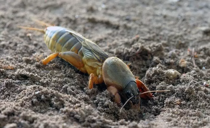 Как избавиться от медведки: четыре эффективных народных метода