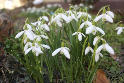 Ранние цветы и уход за злаками: весенние знамения в саду