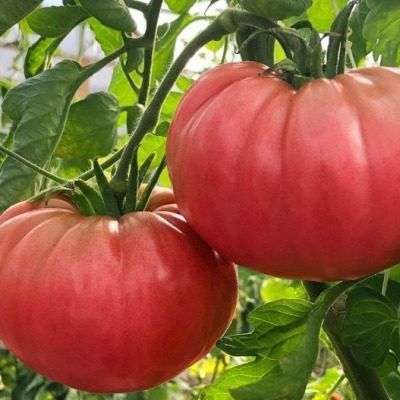 ����� ��������: ������� �� ����������� � ����� ��� ������ �������