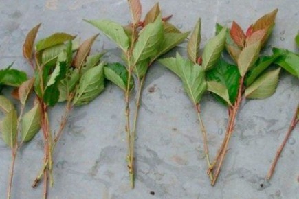 ����������� �����: ������ � �������