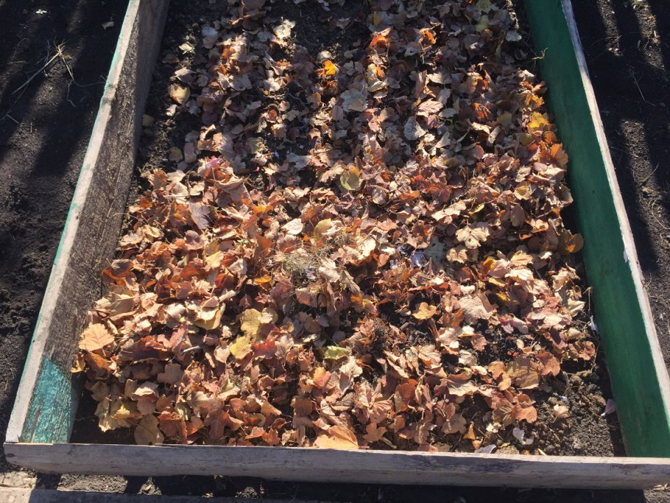 ��� ������� ��������� �������: ��������� ����������� ��� ��������