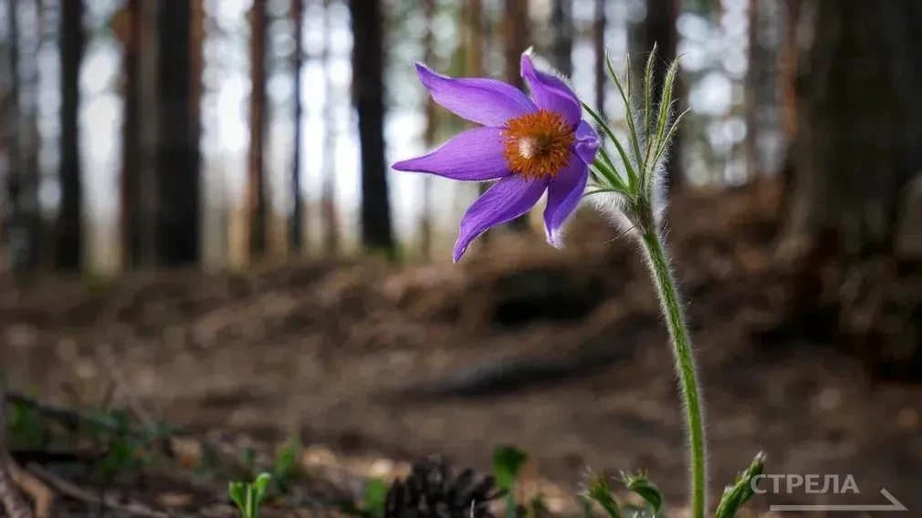 Завтра, 14 апреля, на территории Брянской области ожидается облачная погода