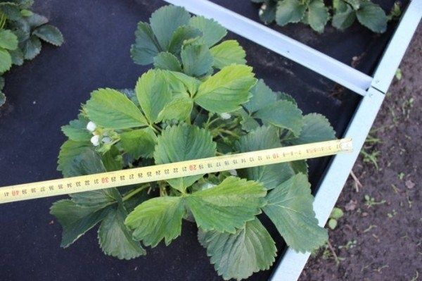 ��������� ������: �������� � ����������� �����