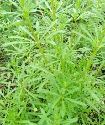 ��� ���������� �� ������������: �������� ������ � �������