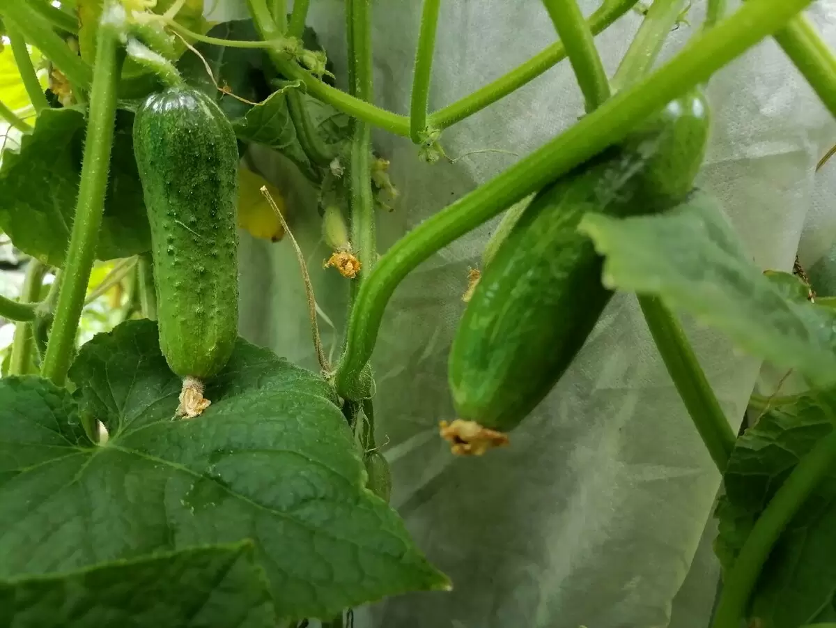 Экологичные стаканы для рассады: простое решение из газет