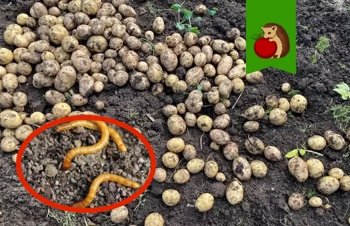 Как справиться с проволочником: советы опытных дачников