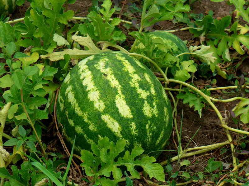 ��� ������� ��������� �����: ������� �������� � ������������