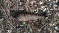 Под Брянском нашли 80-летнюю мину времён Великой Отечественной