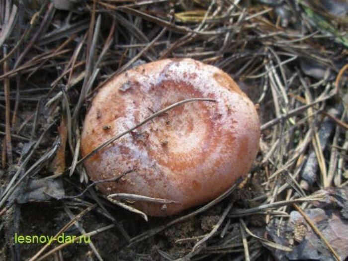 �������� �����: ����, ��������� ����������