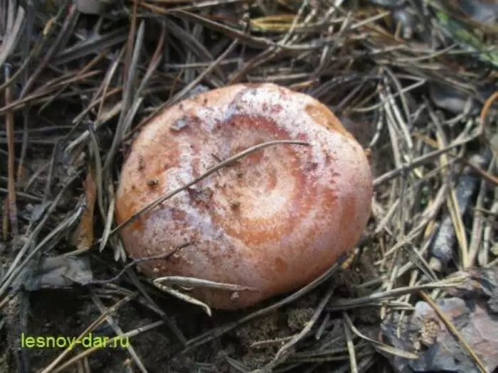 Сосновый рыжик: Гриб, достойный восхищения