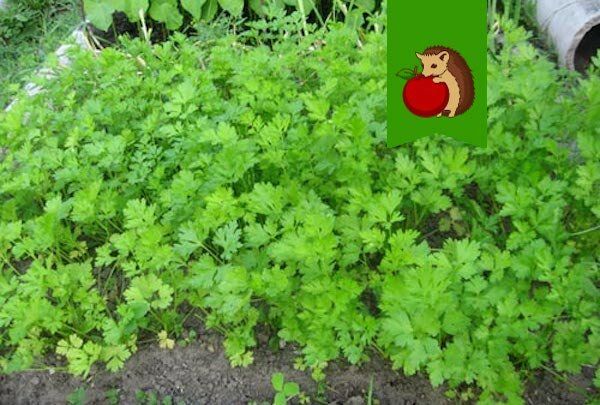 ��� �� ����� ������ ��������: ������ �� ������ ������