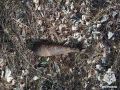 В Брянском районе обезврежен взрывоопасный предмет времён ВОВ