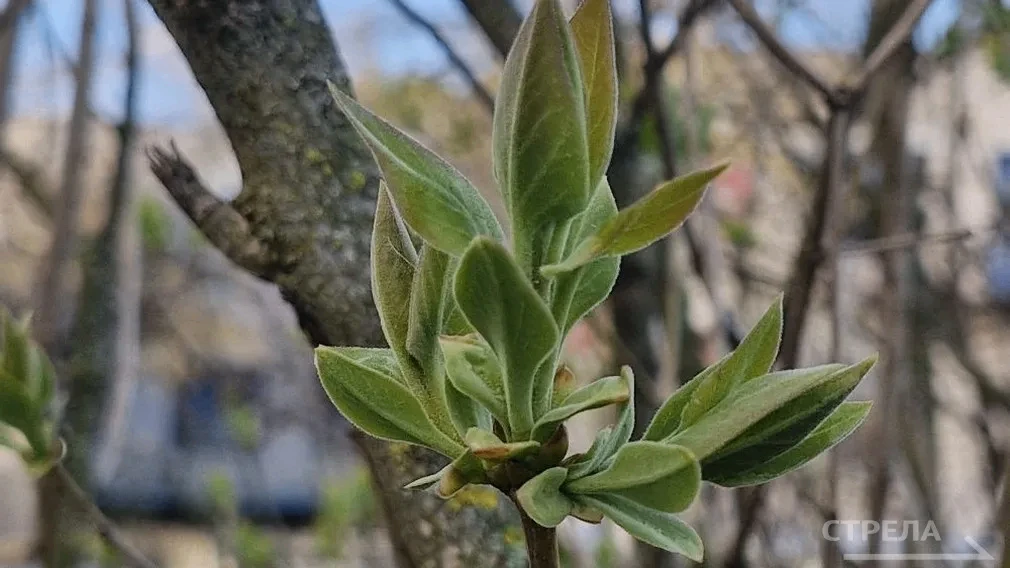 Завтра, 15 апреля, на территории Брянской области ожидается облачная погода
