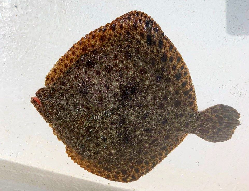 �������� ������������ ������: ��� ����� ����� �� ���� ����������� ������ ������� ������