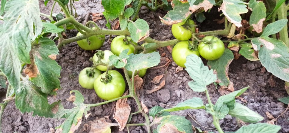 ��� ��������� ������: �������� ������ �������� � ������ �� �� ����������