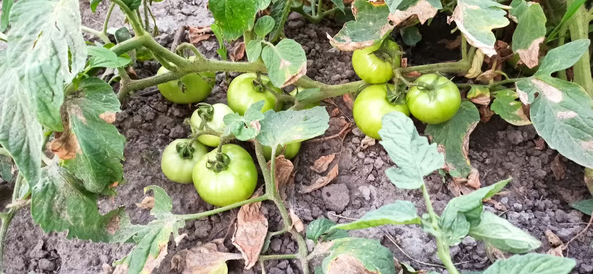 Как сохранить урожай: основные ошибки дачников и советы по их устранению