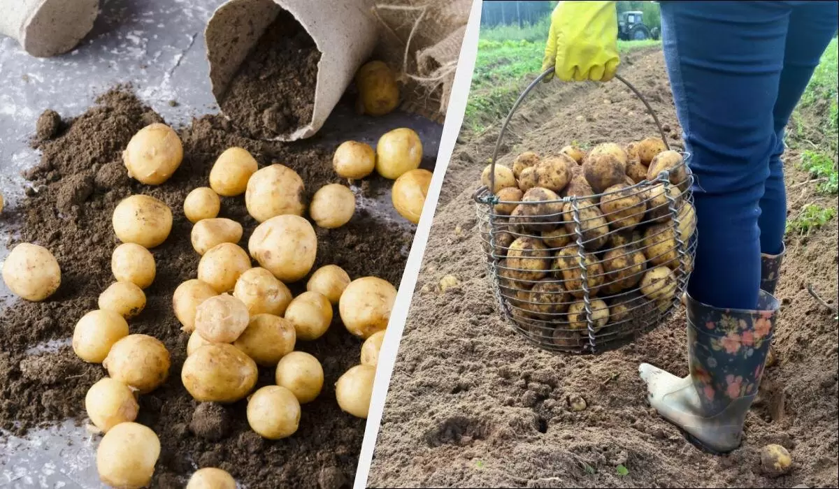 Почему ваша картошка мелкая: 7 причин и простые решения