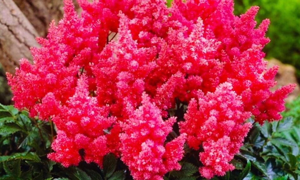 �������� �������� �������� ��� � ���������� �������