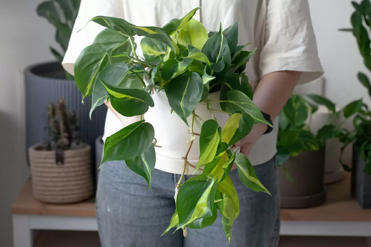 Вьющиеся виды филодендрона: красота и уход за экзотикой в вашем доме