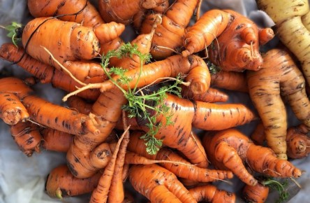 ������ ������� ��������� �������: �������� ������� � ������ �� �����������