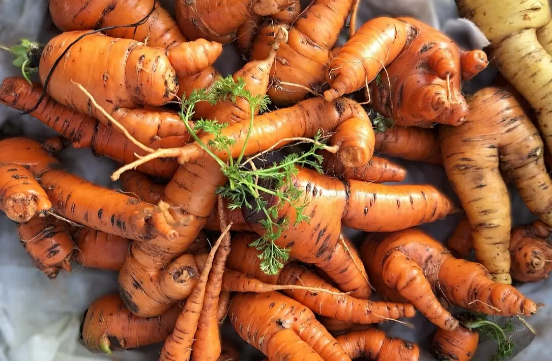 Почему морковь вырастает корявой: основные причины и советы по выращиванию